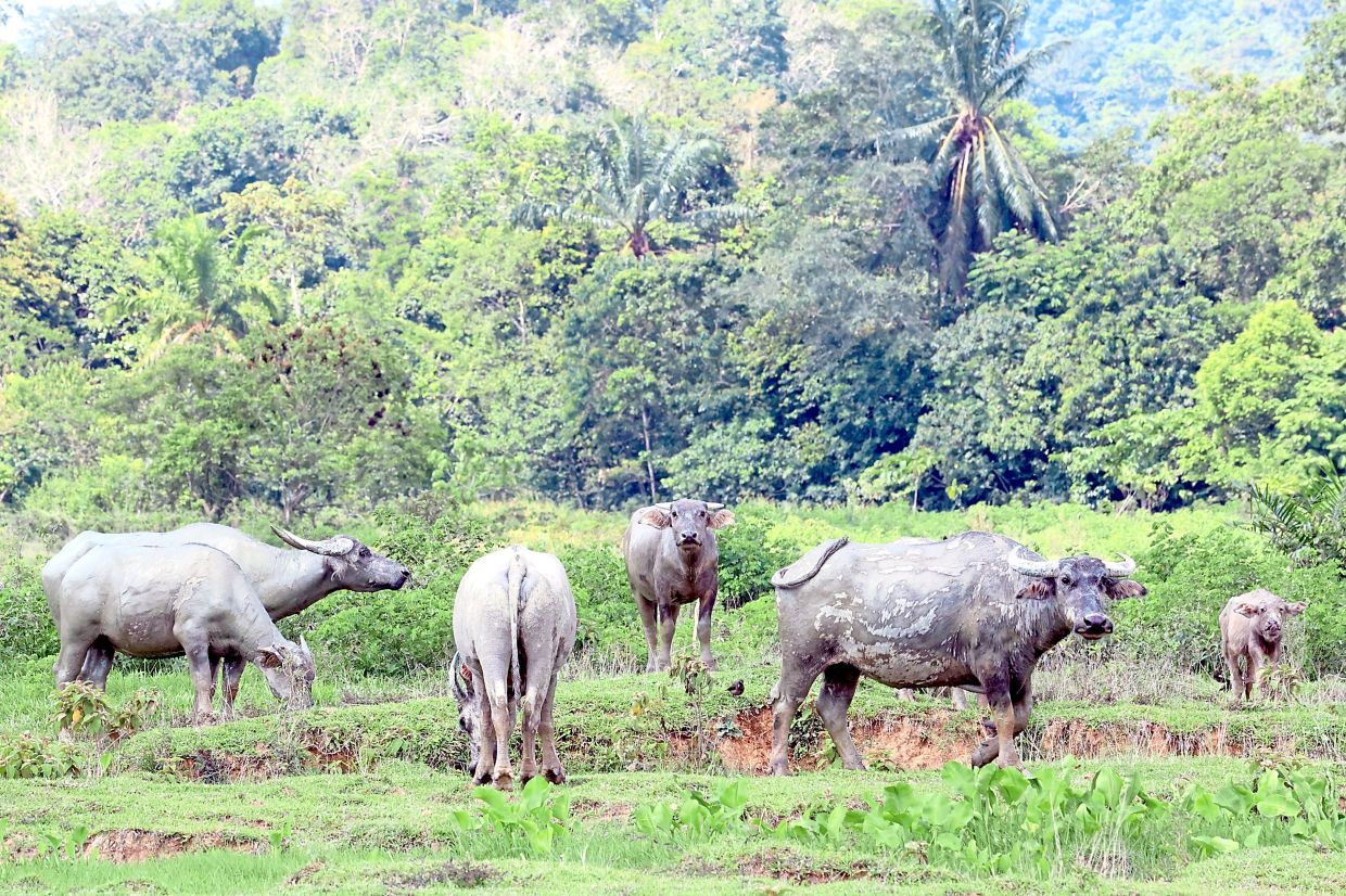 P. Ramlee lives on in this village, as do wild buffaloes - Vimarsana News