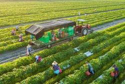 Green and circular agricultural production boosts exports for Vietnam