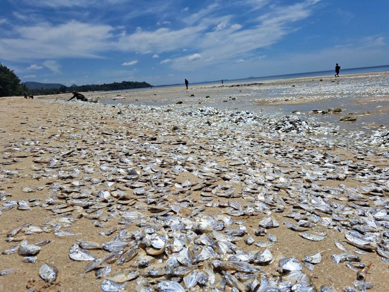Climate change may have stimulated plankton bloom behind Thai mass fish die-off, says: expert - Vimarsana News
