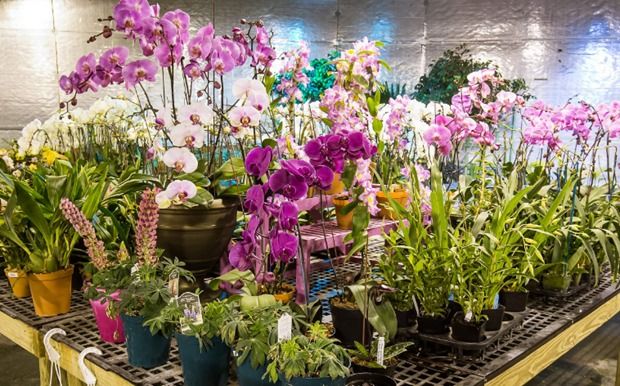 High-tech applications help Hanoi flower growers earn higher incomes - Vimarsana News