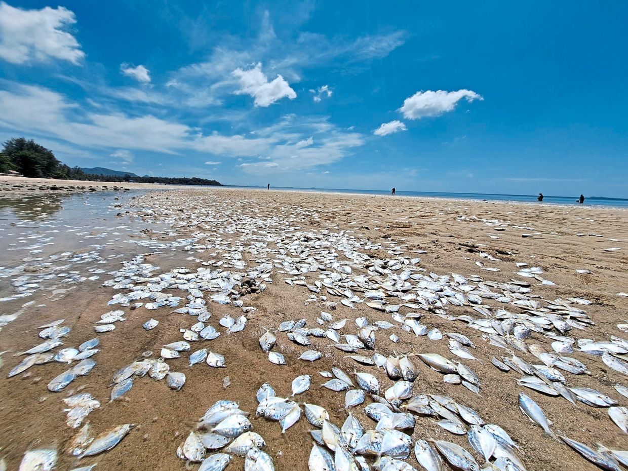 Climate change likely cause of fish die-off - Vimarsana News