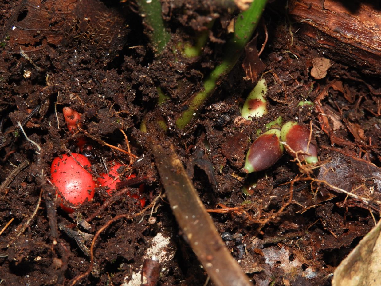 Borneo palm that flowers underground listed as rare species - Vimarsana News