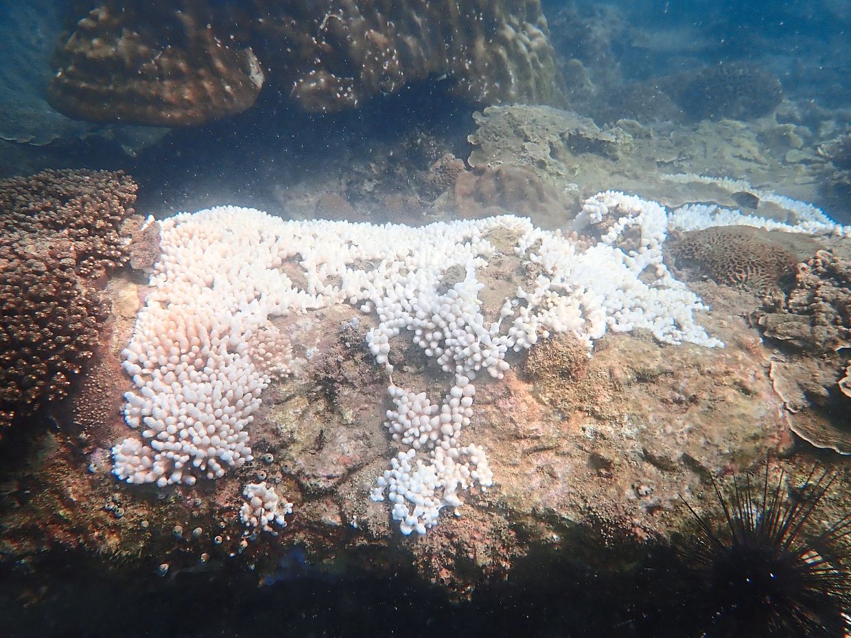 Coral bleaching is caused by the rising ocean temperatures. — Courtesy of Johor Fisheries Department