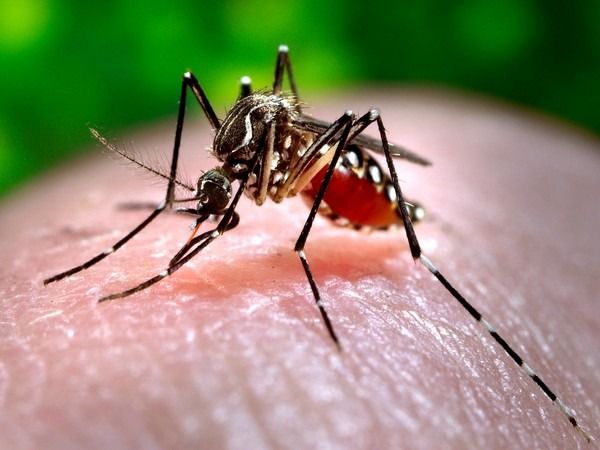 Cambodia sees significant rise in dengue fever cases, says top health official - Vimarsana News