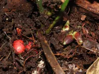 QuickCheck: Did researchers discover a rare underground flowering palm species?