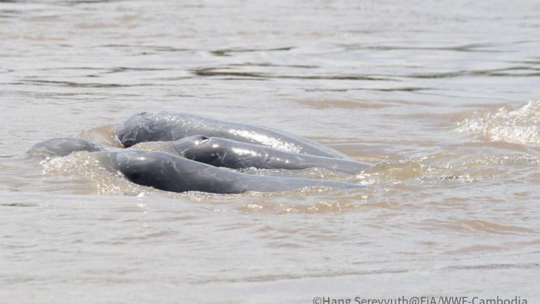 Cambodia rejoice as country welcomes newest Irrawaddy dolphin calf - Vimarsana News