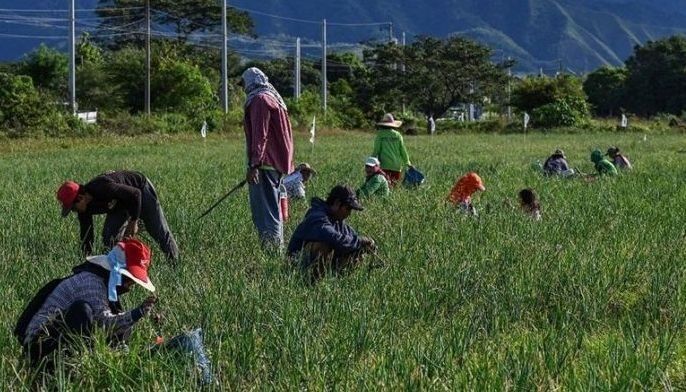 Philippines writes off debts for more than 600,000 farmers; govt aims to boost production with bold move - Vimarsana News