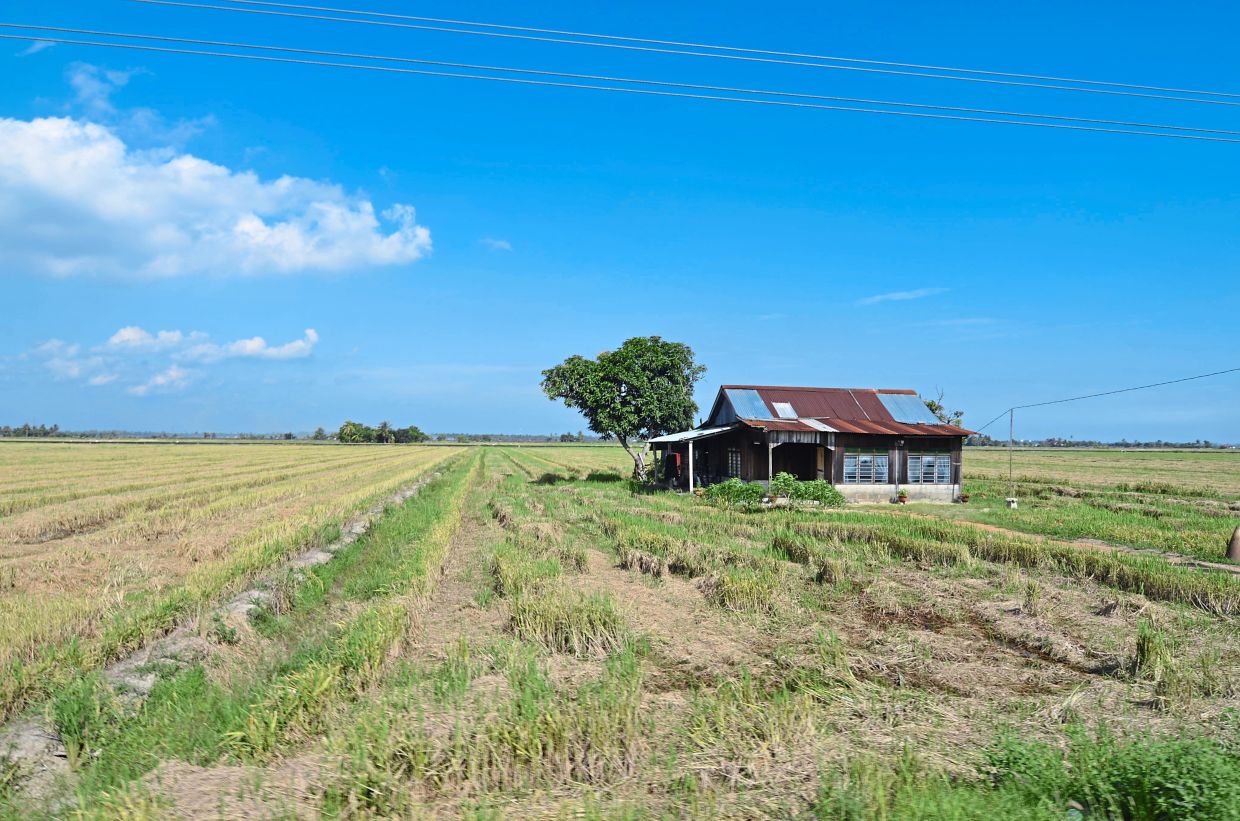 A padi field in Tanjung Karang. This former Umno stronghold is one of the state seats that Perikatan will want to capture in the upcoming polls. — The Star
