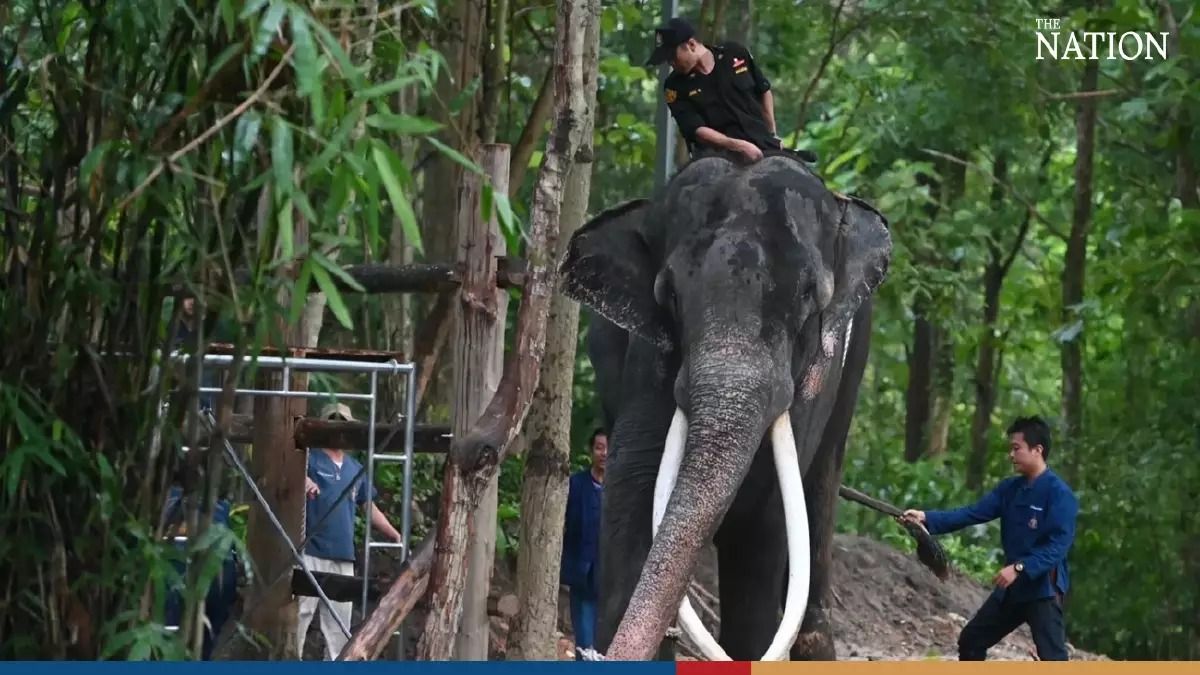 Thai elephant adjusting to new surroundings, wound healing after his return from Sri Lanka - Vimarsana News