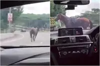 Runaway horse takes Singapore's Bukit Timah Expressway for its race track