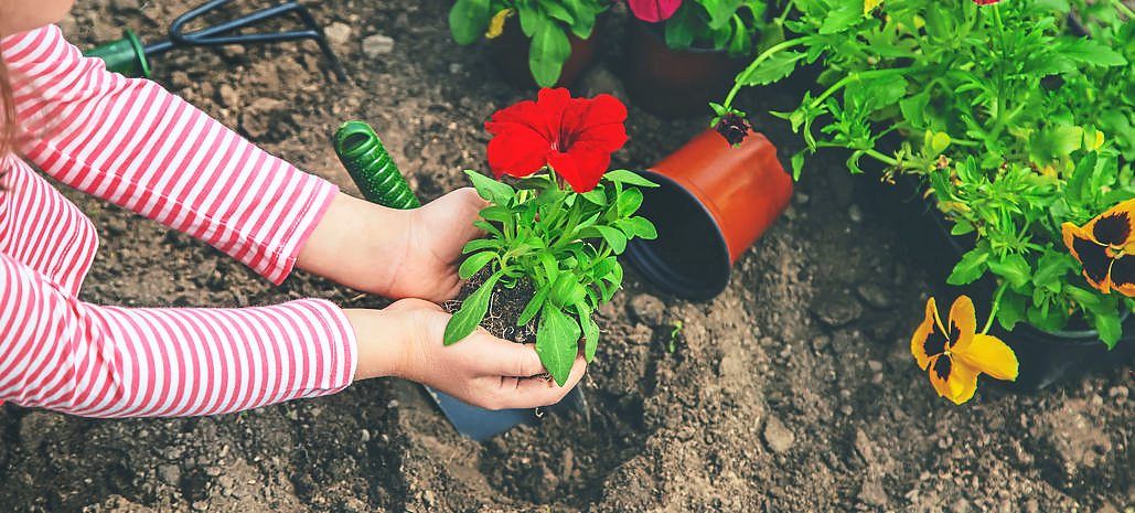Ask the Plant Doctor! To pot or not to pot - Vimarsana News