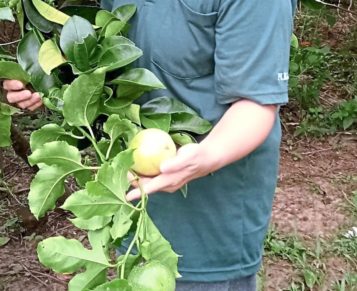 Planting passion fruit requires patience. Photo: Filepic