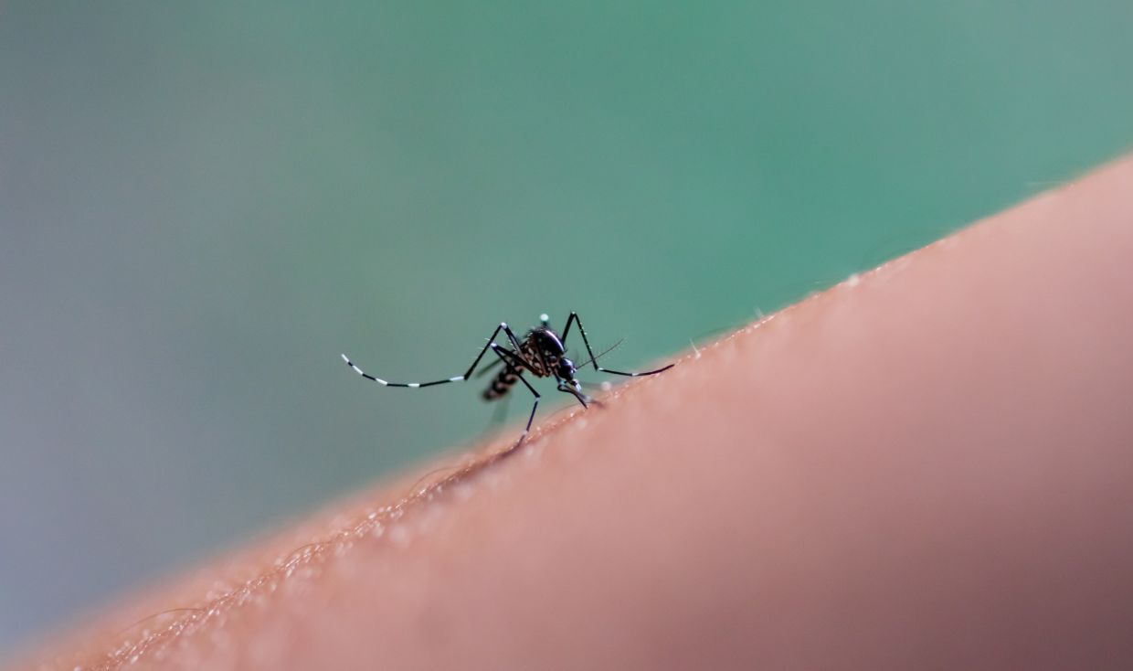 Dengue cases in Melaka up compared to same period last year - Vimarsana News