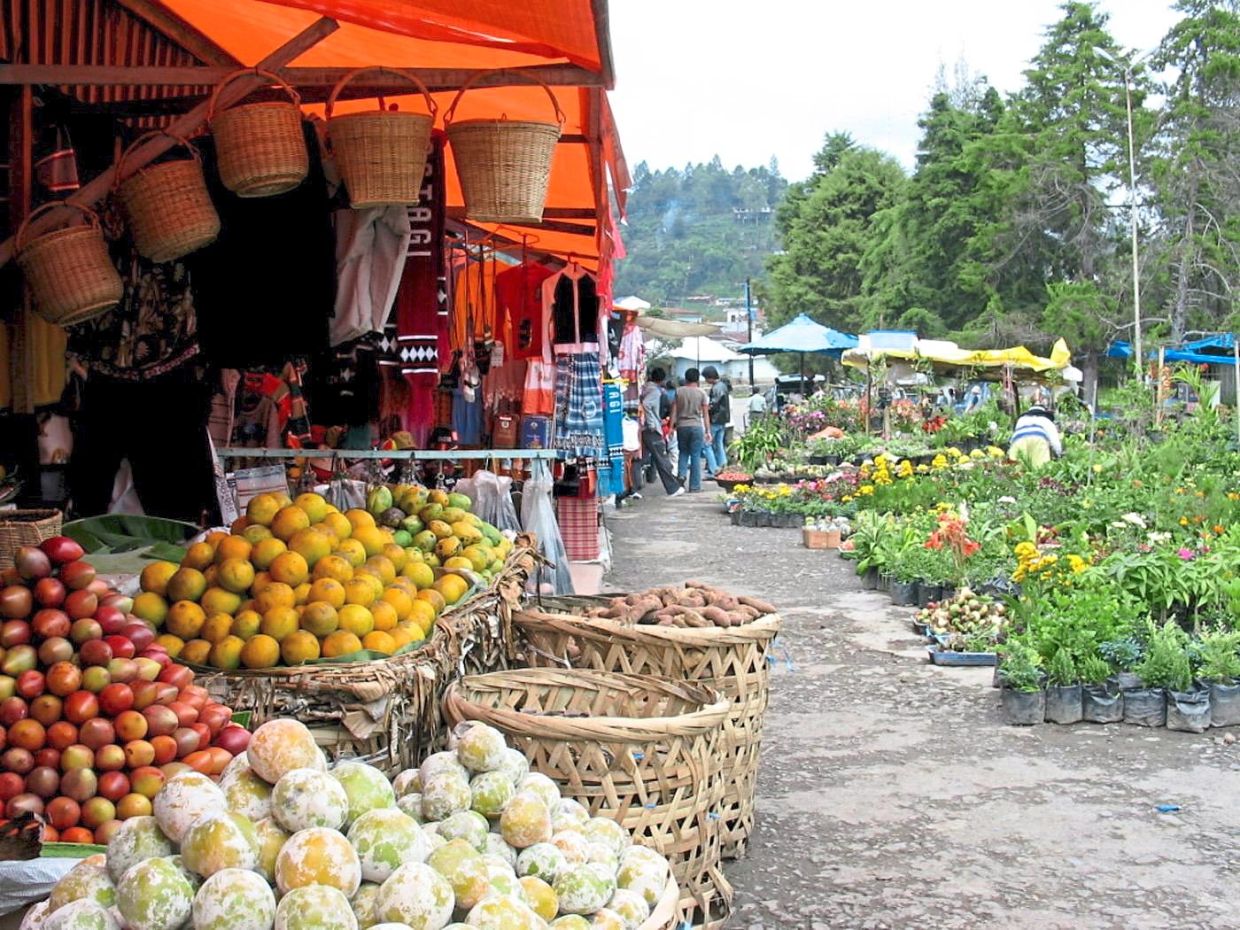 Pineapple exportsto China growing fast - Vimarsana News
