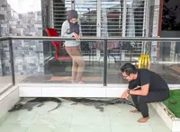 Inspired by ‘The Crocodile Hunter’, Kajang family keeps caimans as pets