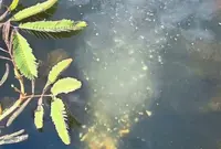 Berley ‘soup’ that keeps the fish coming