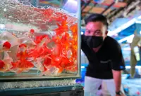 Pet fish and birds bring colour to market