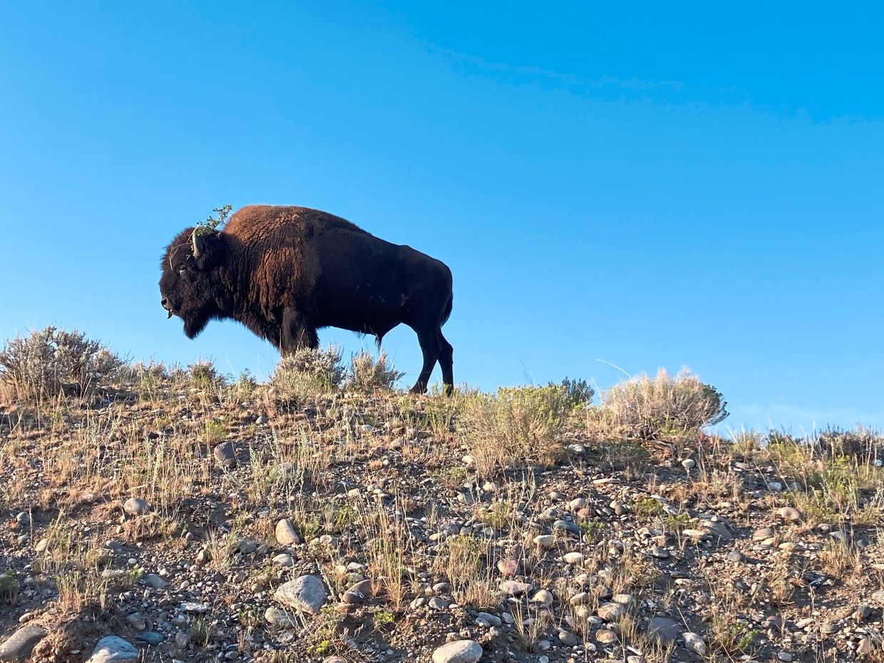 Dances withbisons - Vimarsana News