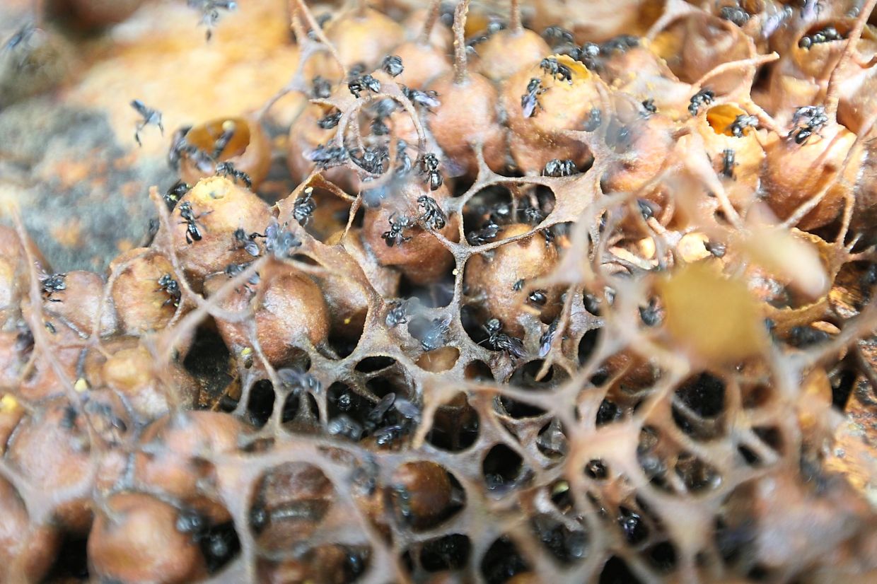 The Kelulut bees are getting more difficult to find these days due to land developments. — Filepic