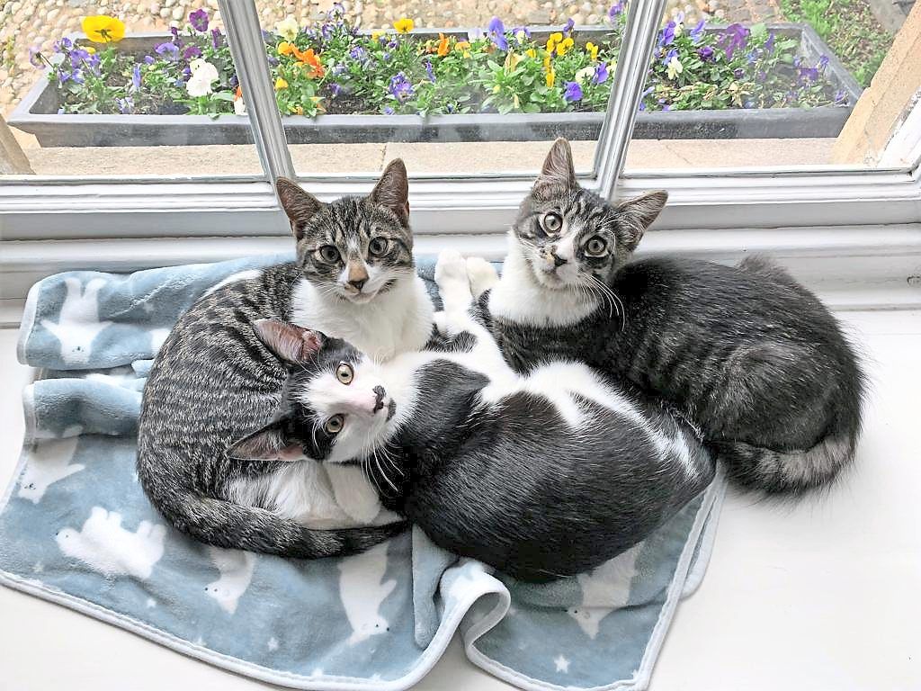 The value of having pets The Star