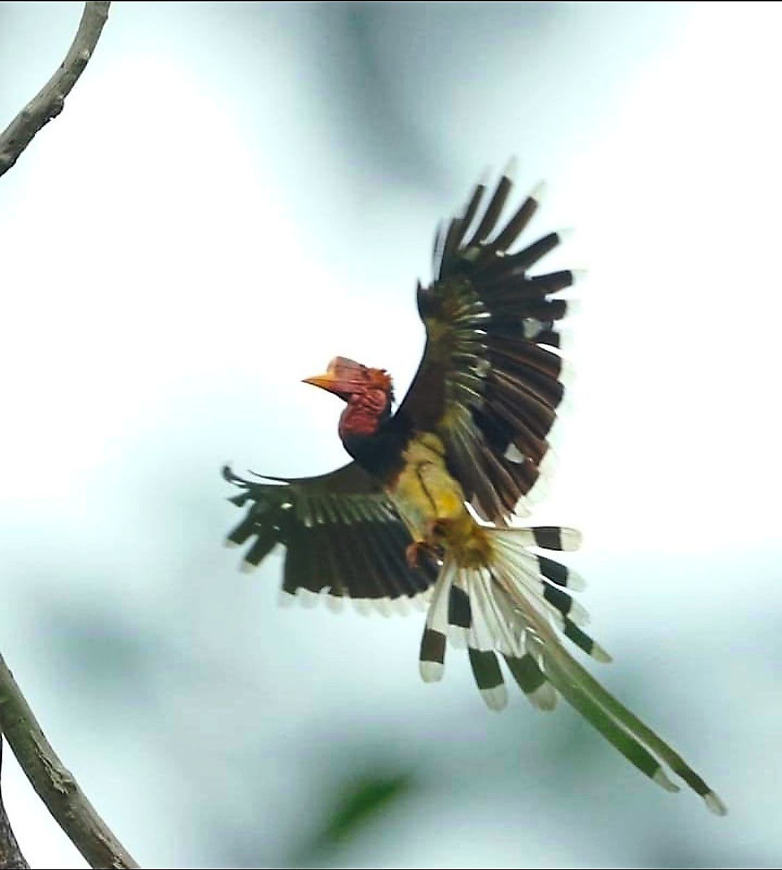 Helmeted hornbill in Maliau Basin. — Photo courtesy of Sabah Birdwatchers Association