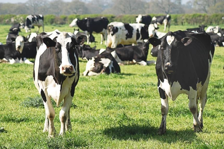 Indonesia pauses some Australian cattle imports after cows found with lumpy skin disease - Vimarsana News