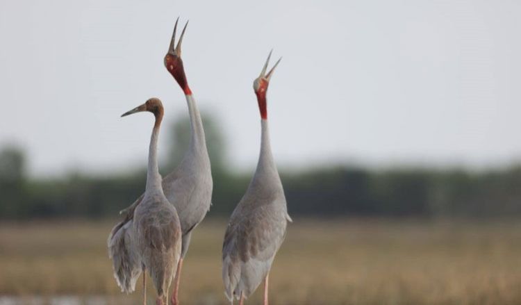 Cambodia sees rise in population of rare endangered crane - Vimarsana News