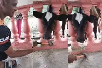 QuickCheck: Did a cow get its head stuck in a verandah's fence as seen in a viral video?