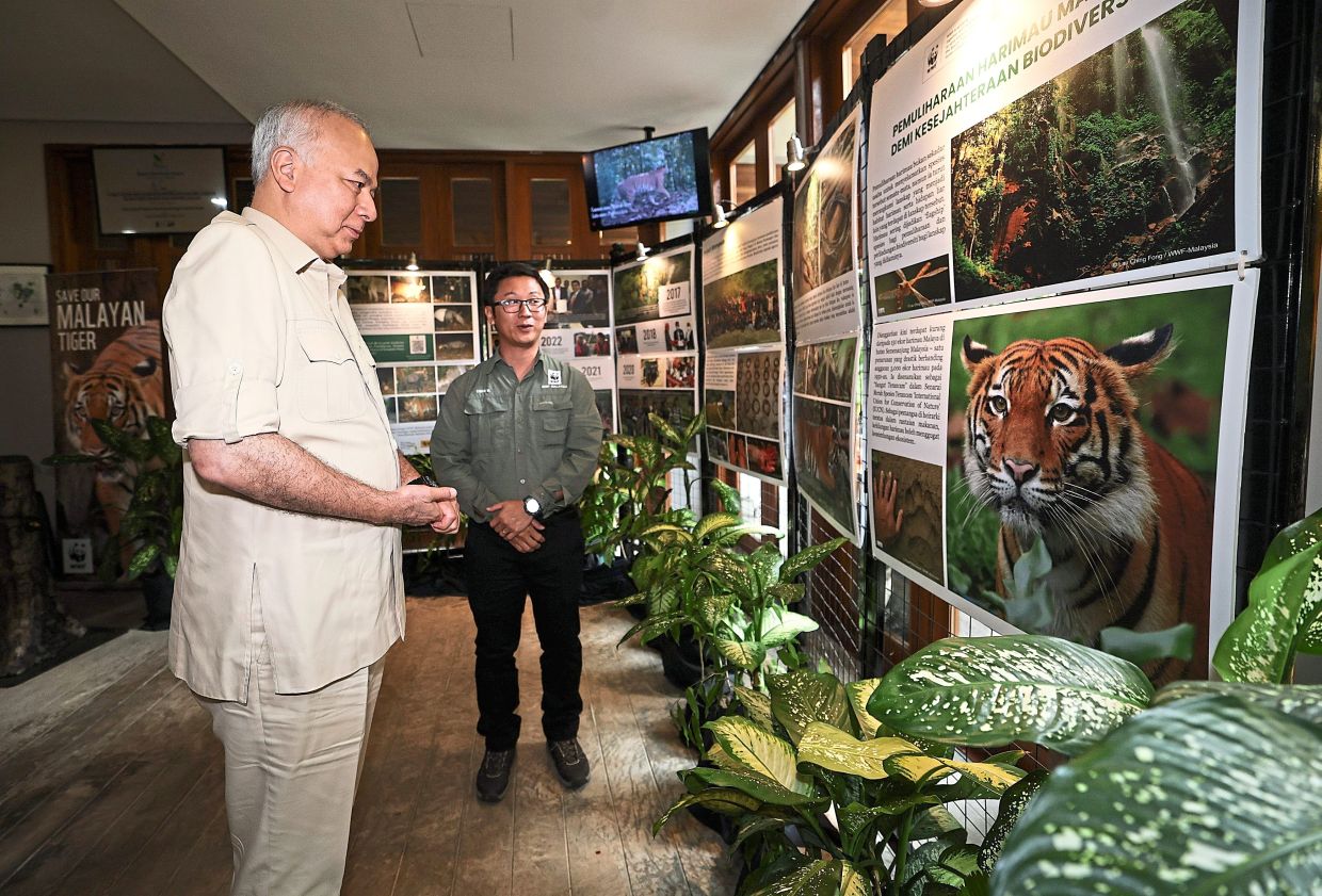 'Amend Perak's forestry laws to safeguard Malayan tiger' - Vimarsana News