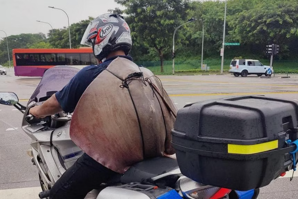 Image of biker with stingray on his back goes viral - Vimarsana News