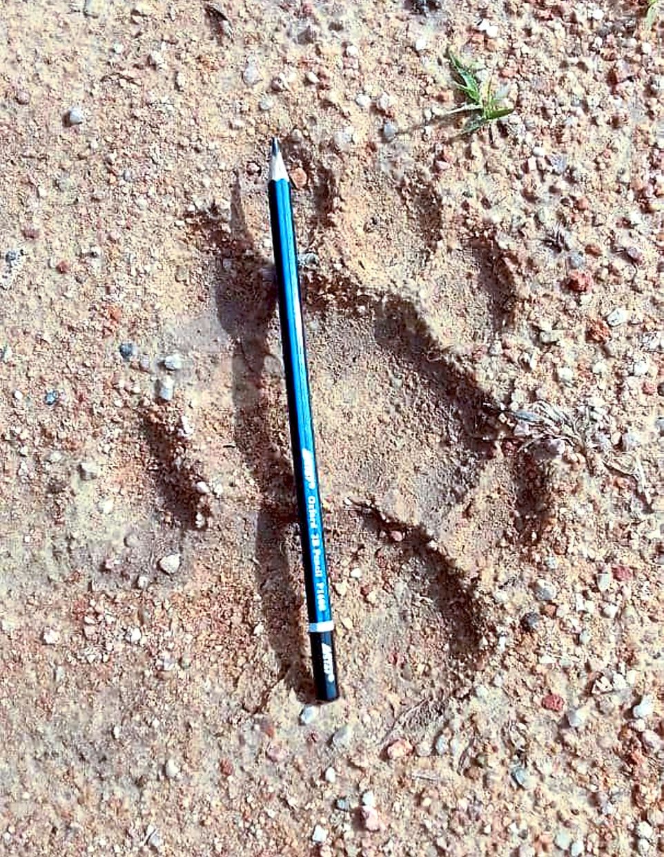 Leaving a mark: A tiger’s paw print was found in Felda Ulu Tebrau in Johor Baru recently.