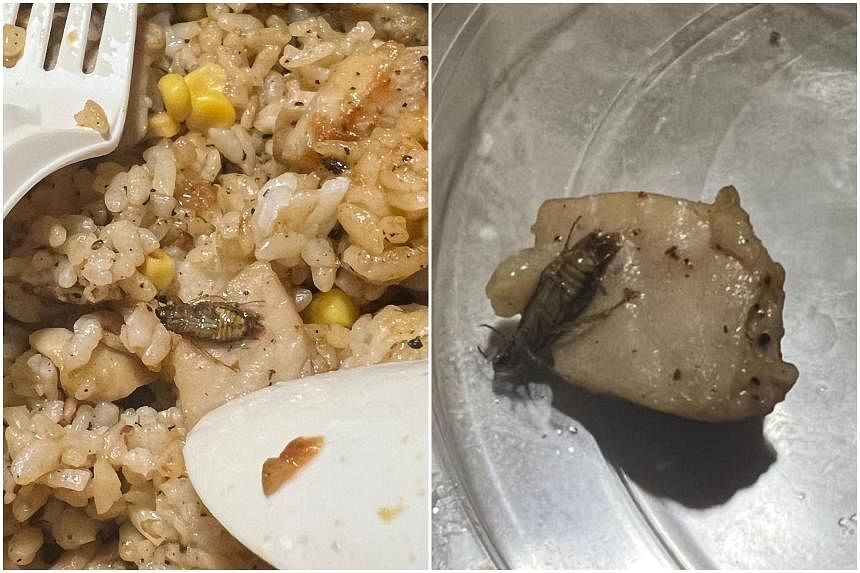 Singapore man finds cockroach in Pepper Lunch meal ordered online from well-known Japanese restaurant - Vimarsana News
