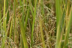 Philippines may extend reduced import tariffs on rice, other commodities