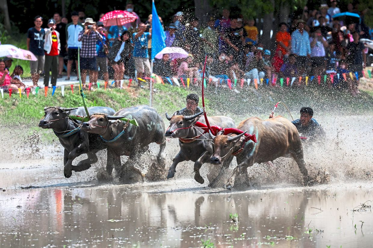 Buffalo race honours rice farming | The Star
