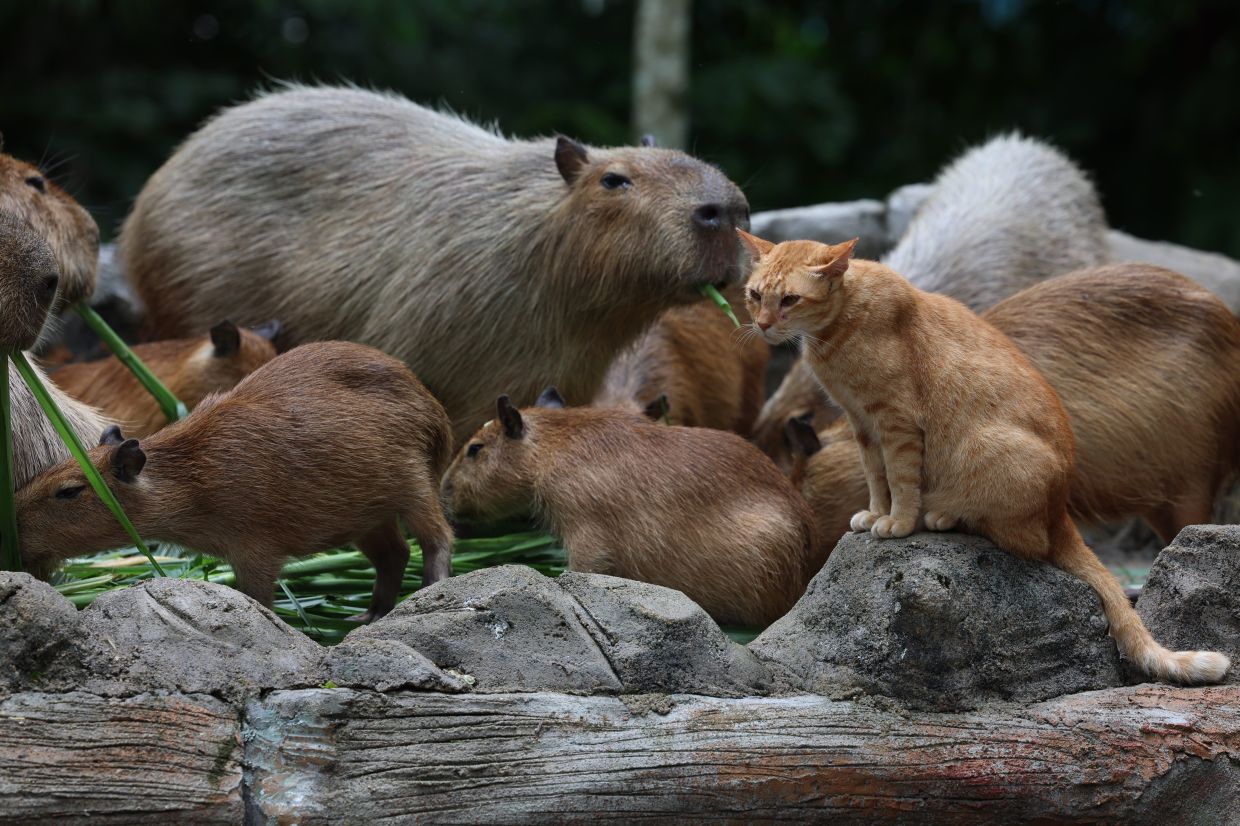 Unique catcapybara friendship a big visitor draw at Zoo Negara The Star