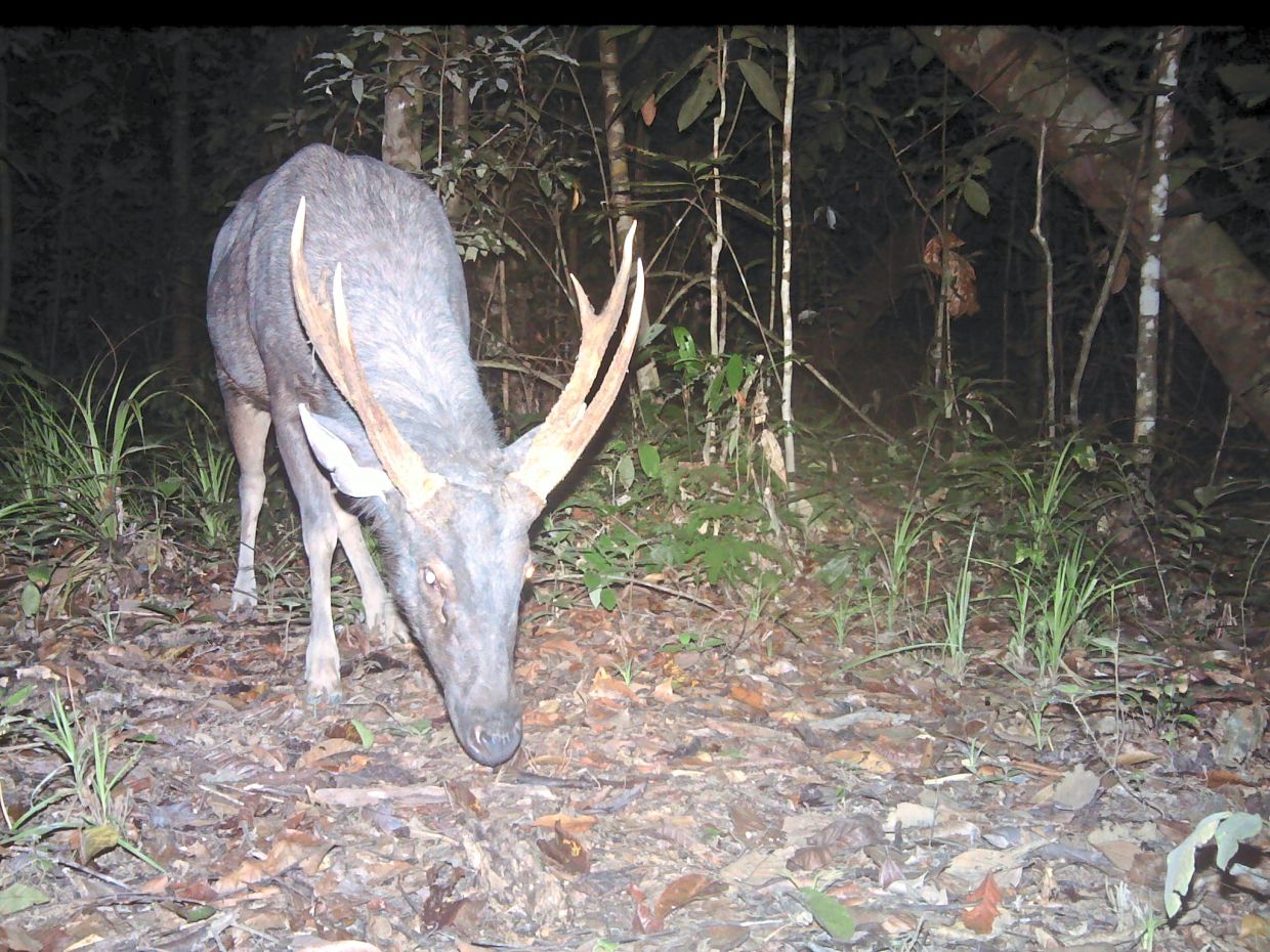 An image of a rare sambar deer caught on camera. This is the biggest deer species in the country that tigers depend on for food but the prey density here is very low, which does not help the tiger's survival.