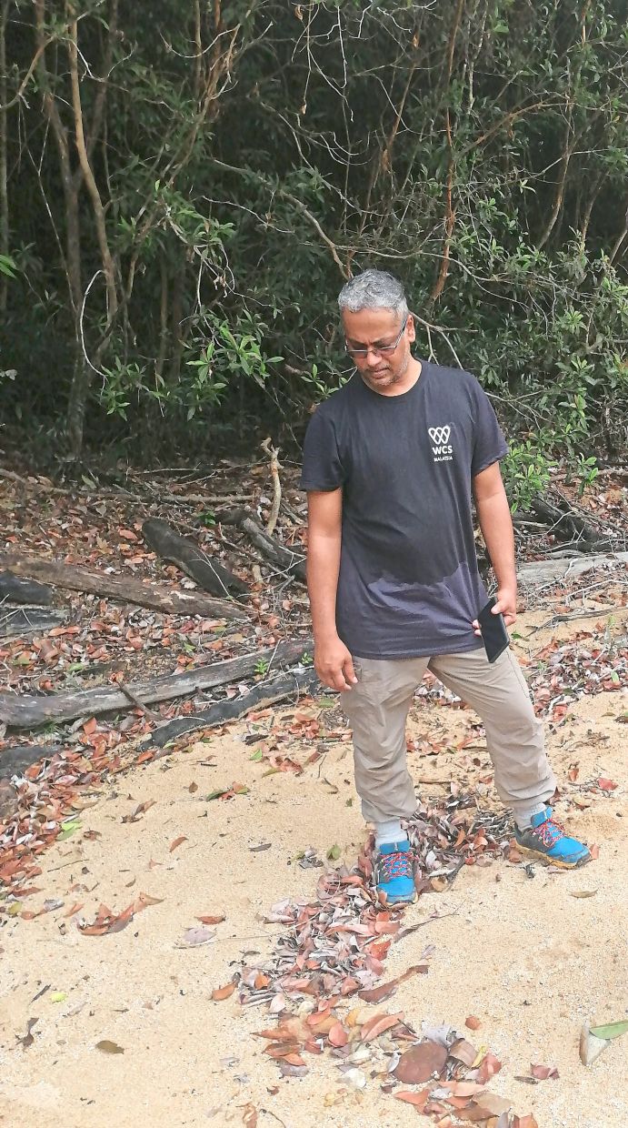 Darmaraj examining tiger tracks along a river in Endau-Rompin where the tiger population shows signs of stabilising.