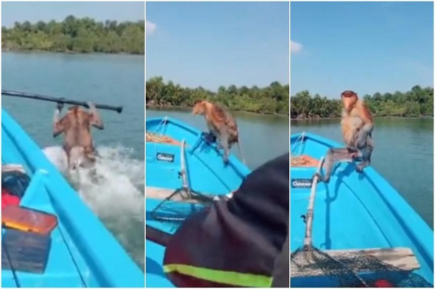Monkey see, monkey do: 'Impatient' primate hitches a ride across Sarawak river - Vimarsana News