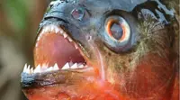 Clamping down on piranha imports and sale