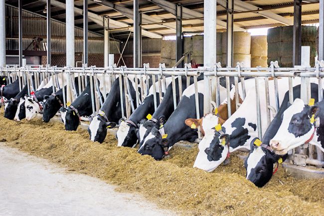 Cattle lumpy skin disease not detected in Brunei - Vimarsana News