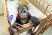 MPOGCF INITIATIVES TO PROTECT ORANGUTANS