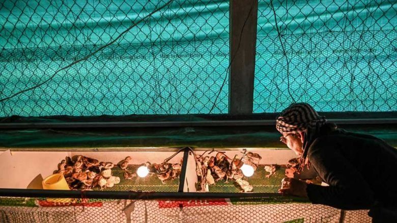 Chicken farms enjoy Aussie collaboration - Vimarsana News