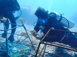 Community rehabilitates coral reefs in Redang