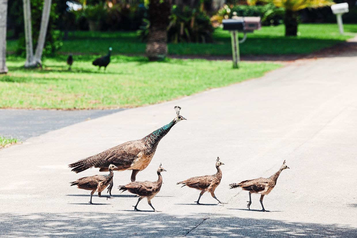 Pesky peacocks face the snip - Vimarsana News