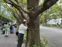 100-year-old ginkgo trees could get the axe under disputed plan for Tokyo's Jingu Gaien park