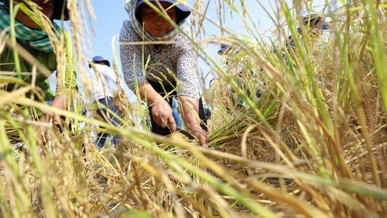 Indian export limits on various types of rice open doors for Cambodian paddy farmers - Vimarsana News