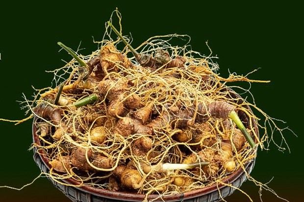 Vietnam builds international brand for ginseng; all set to become a major ginseng world producer by 2045 - Vimarsana News