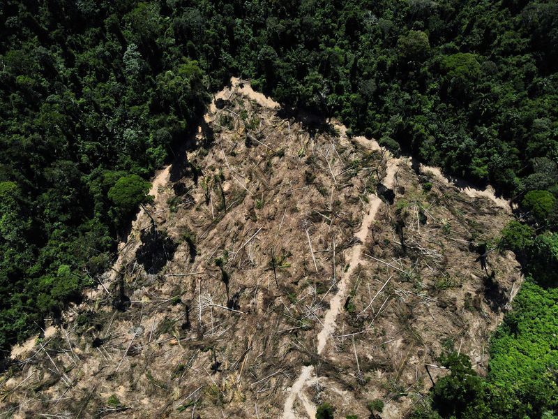 Deforestation in Brazil's Amazon falls 66% in August - Vimarsana News