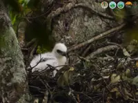 Rare Javan hawk-eagle chick hatches in Bogor
