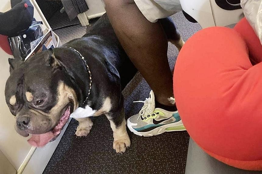 NZ couple demand fare refund after being seated next to 'snorting, farting' dog on SIA flight - Vimarsana News